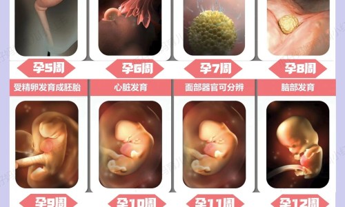 孕期雄性激素多的表现、怀孕雄性激素会增加吗 -怀孕期间雄性荷尔蒙升高网